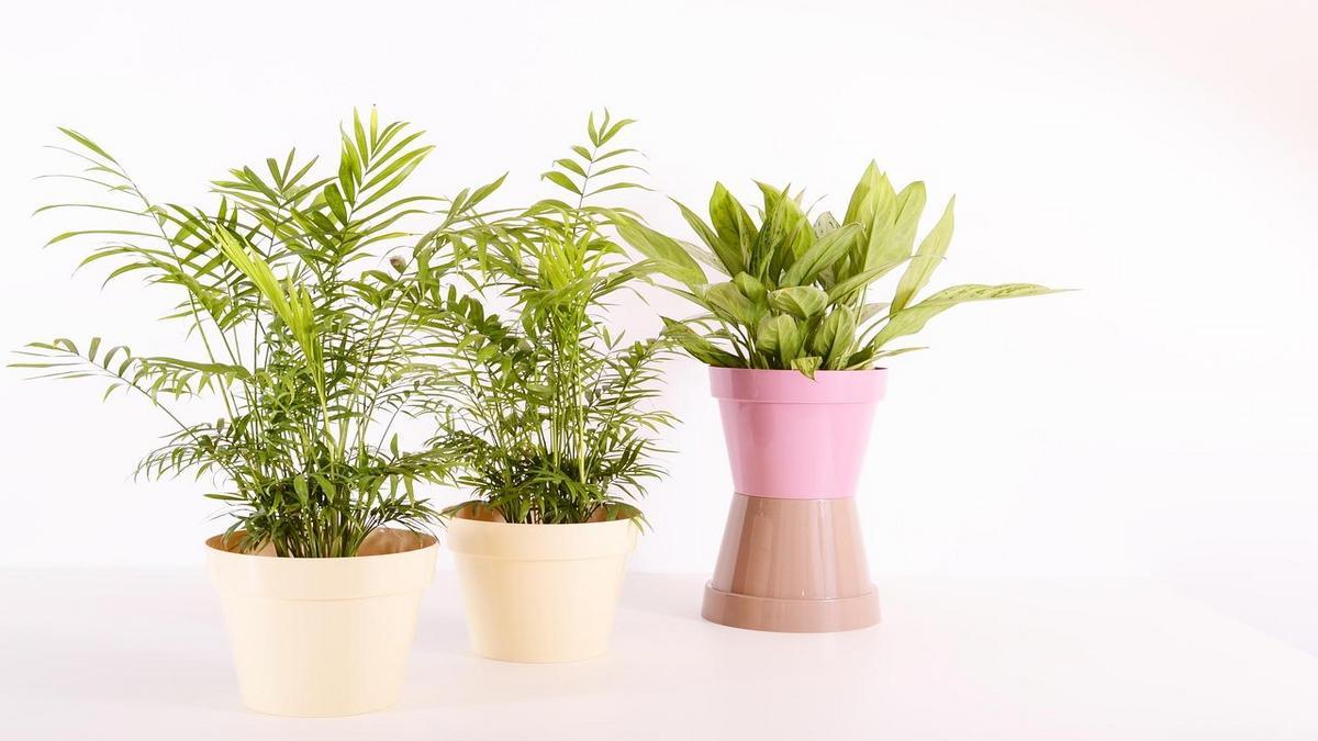 A importância das plantas internas nas tendências de decoração sustentável para 2025
