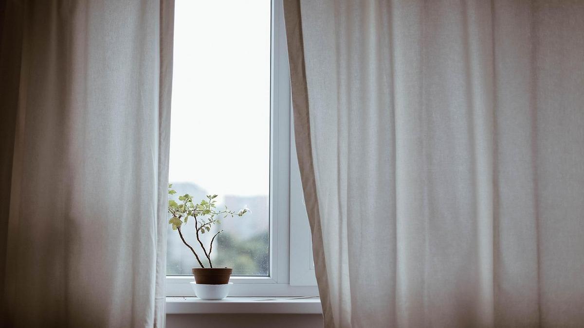 Dicas para Escolher Plantas para Seu Jardim Interno