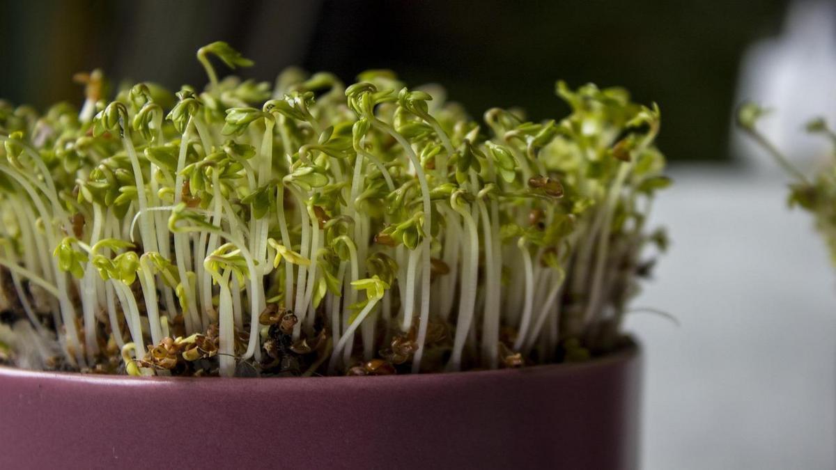 Vantagens de Criar um Jardim Interno com Baixo Custo