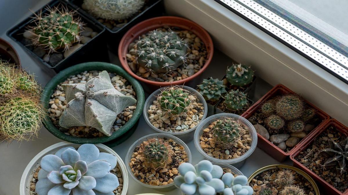 Plantas para Interiores e Decoração Sustentável
