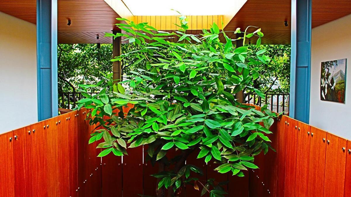 A Importância das Plantas na Decoração