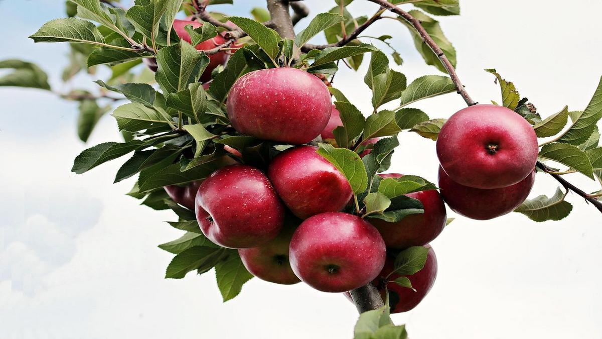 Alimentação Saudável e Sustentável