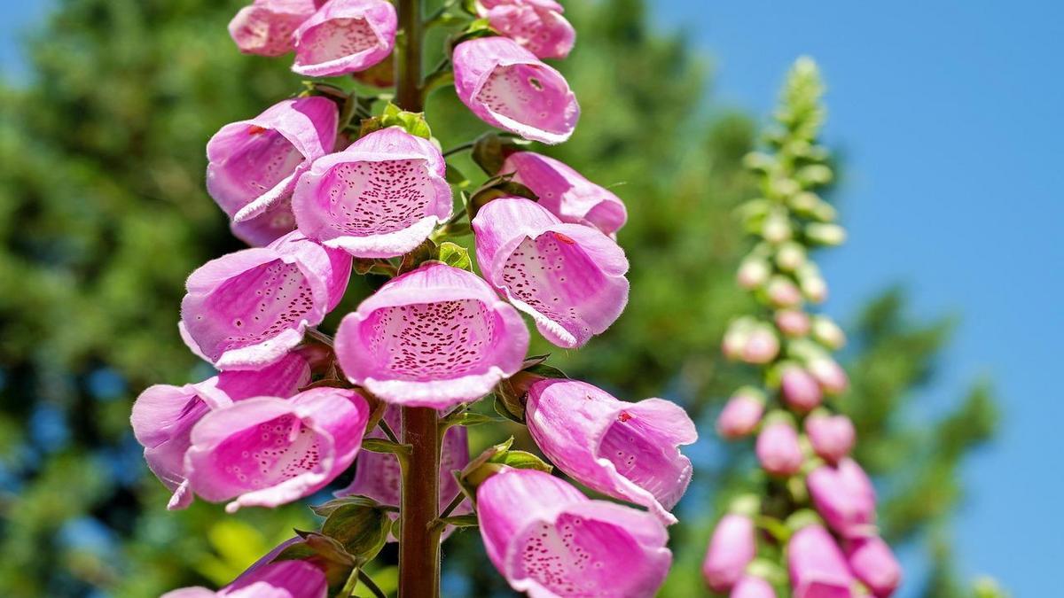 Benefícios dos Jardins Verticais em Pequenos Espaços
